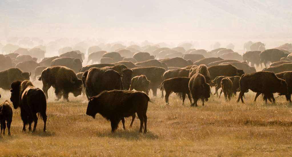 hotel terra jackson hole a noble house resort