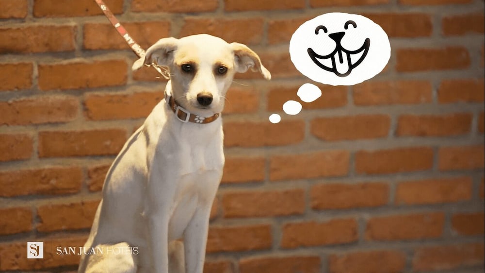 johnscher by sj san juan curitiba