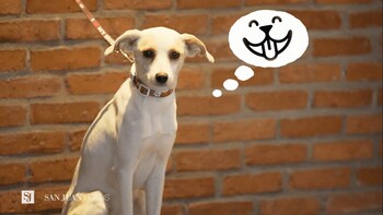 johnscher by sj san juan curitiba