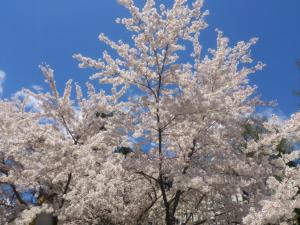 hakuba sunvalley hotel