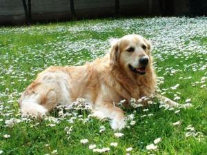 bellaria igea marina