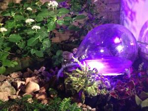 bellaria igea marina