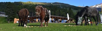 Hotel Gallo Cedrone,Cepina>>Bormio,3 star