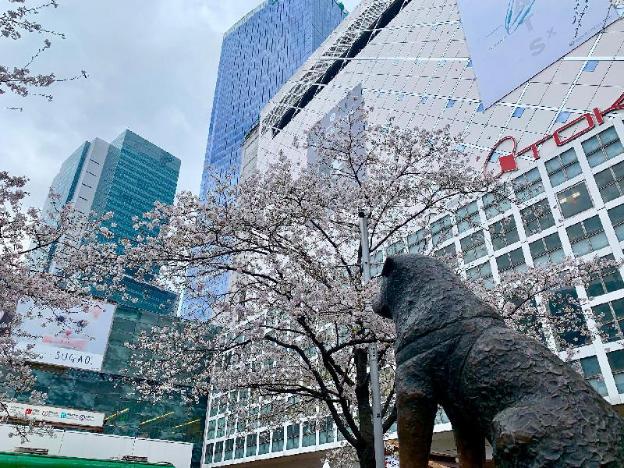 apa hotel shibuya dogenzakaue