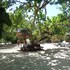 roatan
