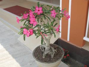 Cordelia Chiangrai,Wiang Chai>>Chiang Rai,3 star