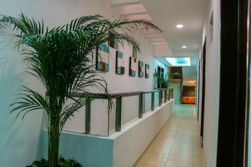 hotel playa linda