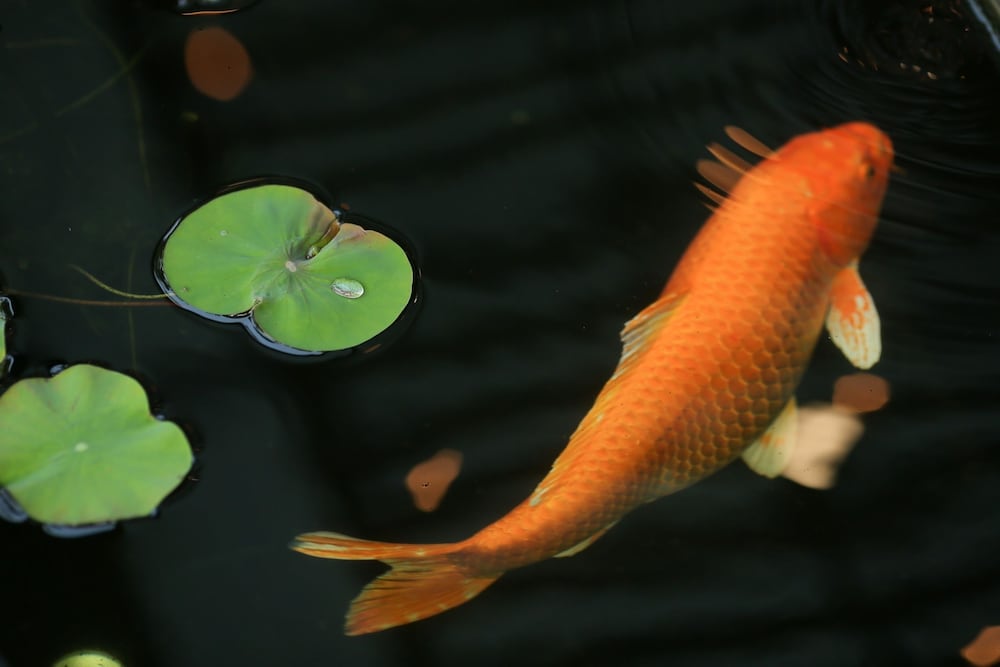 le patta resort and hotel chiang rai