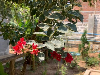 kalaw