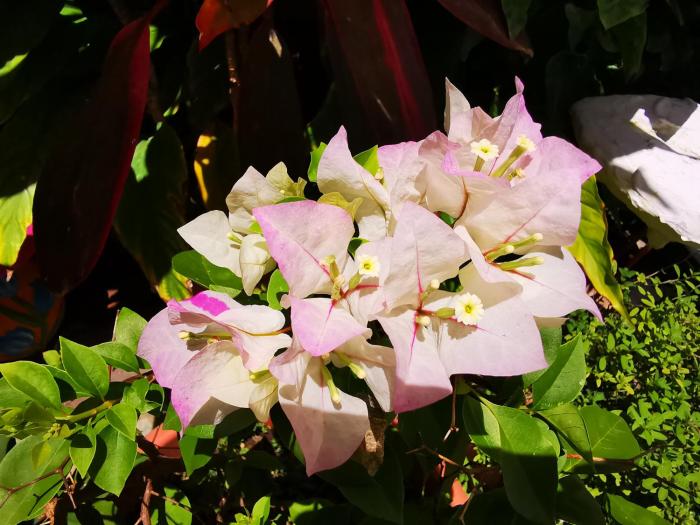 hotel armonia hostal