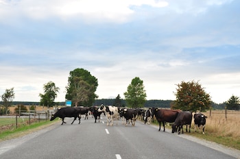 appleby house and rabbit island huts