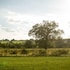 the white horse inn