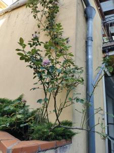 prince residence apartments