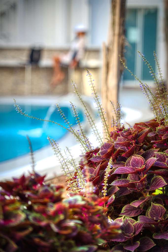 sealife lounge hotel adult only