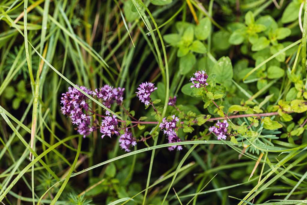 top hotel odelya basel