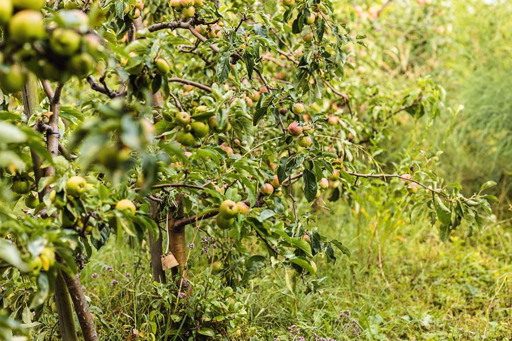 top hotel odelya basel