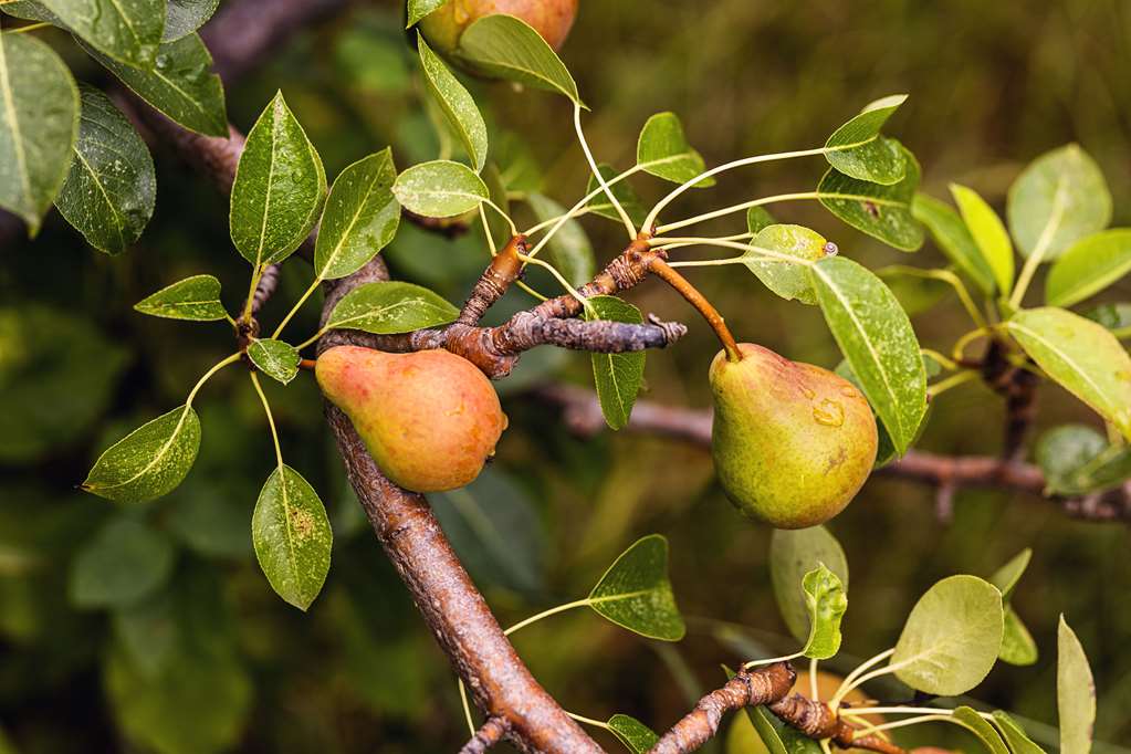 top hotel odelya basel