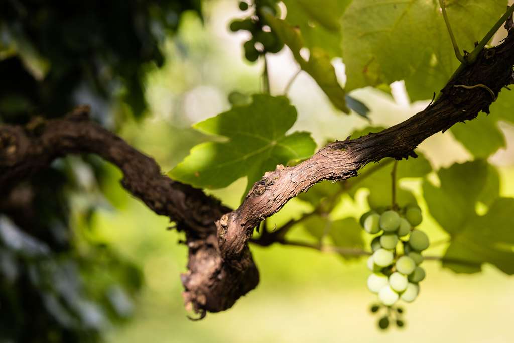 top hotel odelya basel