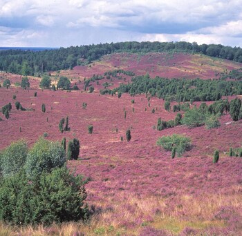 akzent hotel zur grunen eiche
