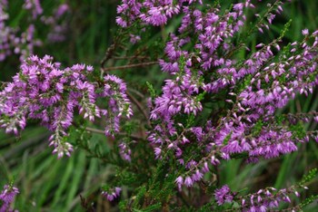 akzent hotel zur grunen eiche