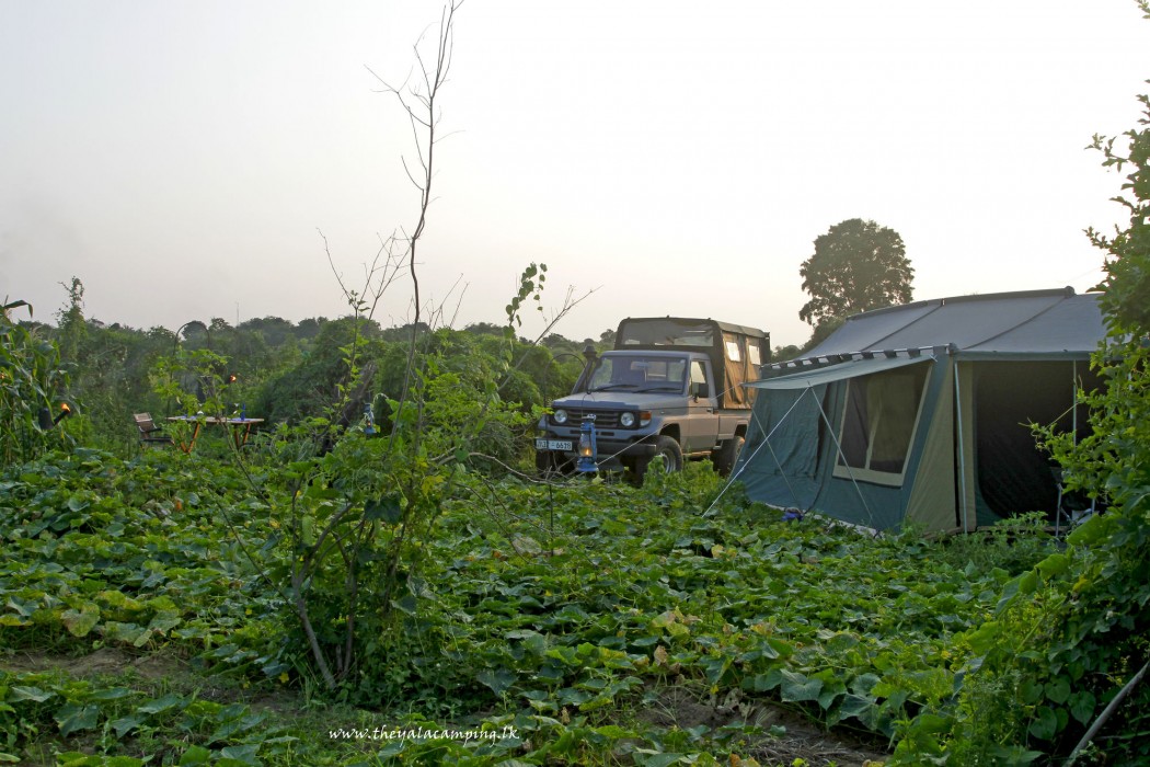 the yala camping