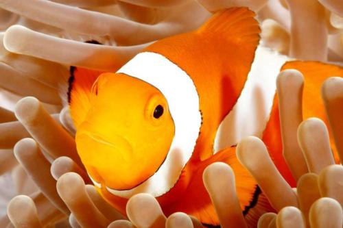 devocean eco adventure lodge