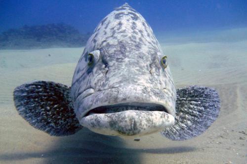 devocean eco adventure lodge