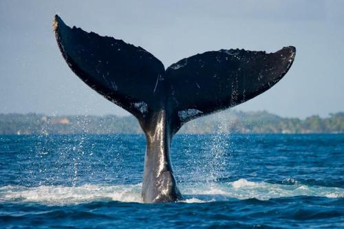 devocean eco adventure lodge