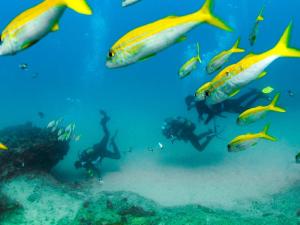 devocean eco adventure lodge