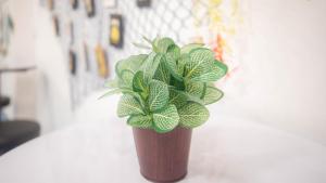 belle cose guest house phuket