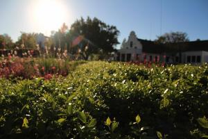 kievits kroon gauteng wine estate