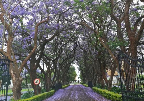 kievits kroon gauteng wine estate