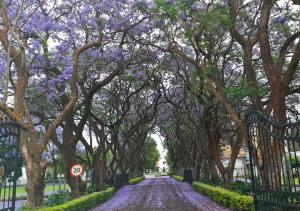 kievits kroon gauteng wine estate