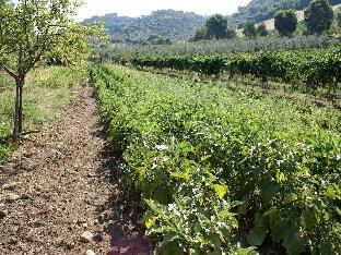 azienda agricola il bagolaro