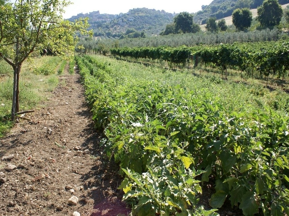 azienda agricola il bagolaro