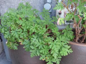 guesthouse hyakumanben cross