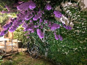 corigliano dotranto