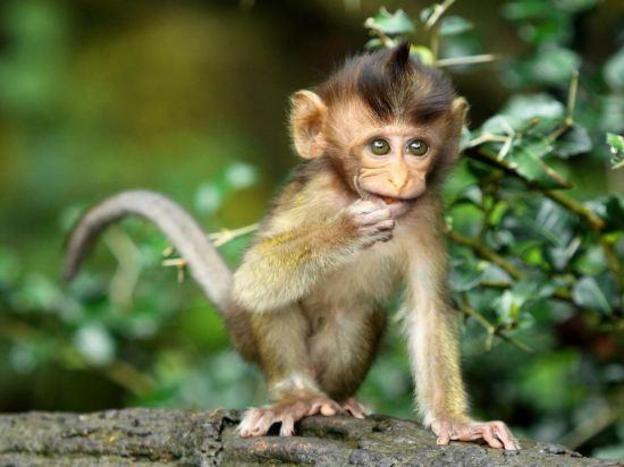 sapadia hotel cirebon