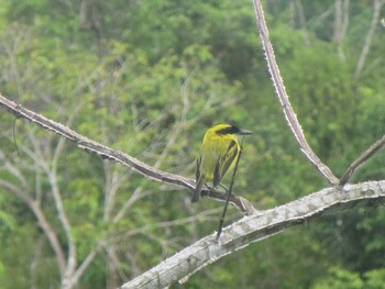 andean wings sotupa eco lodge
