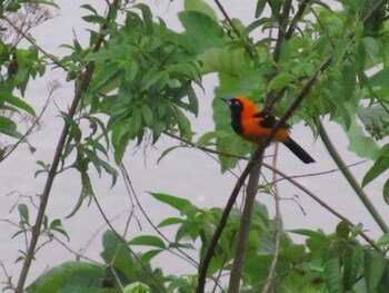 andean wings sotupa eco lodge