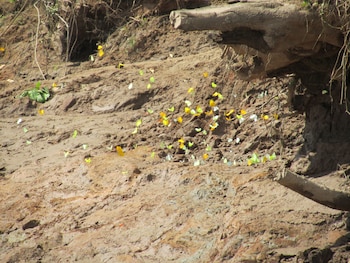 andean wings sotupa eco lodge