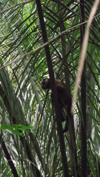 andean wings sotupa eco lodge