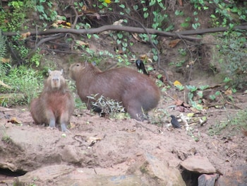 andean wings sotupa eco lodge