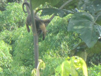 andean wings sotupa eco lodge