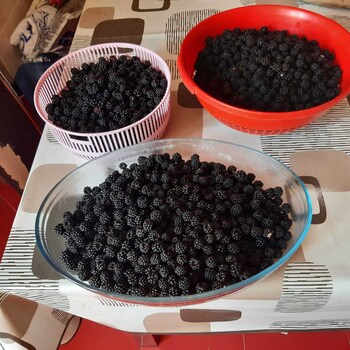 cubillas de rueda