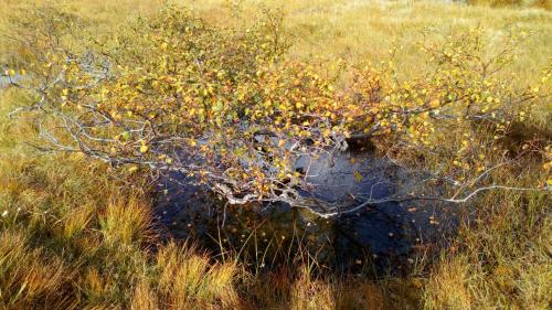 sirdal