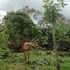 la fortuna