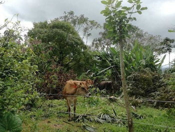 la fortuna