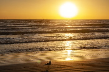 beach resort at south padre island an ihg hotel