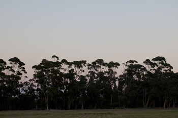 blue gum country estate
